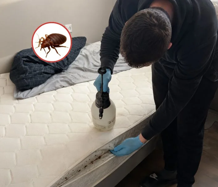 Technicien traitant un matelas contre les punaises de lit à La Verrière